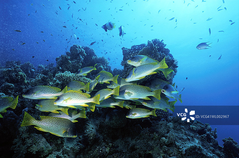 马尔代夫的斑点石鲈图片素材