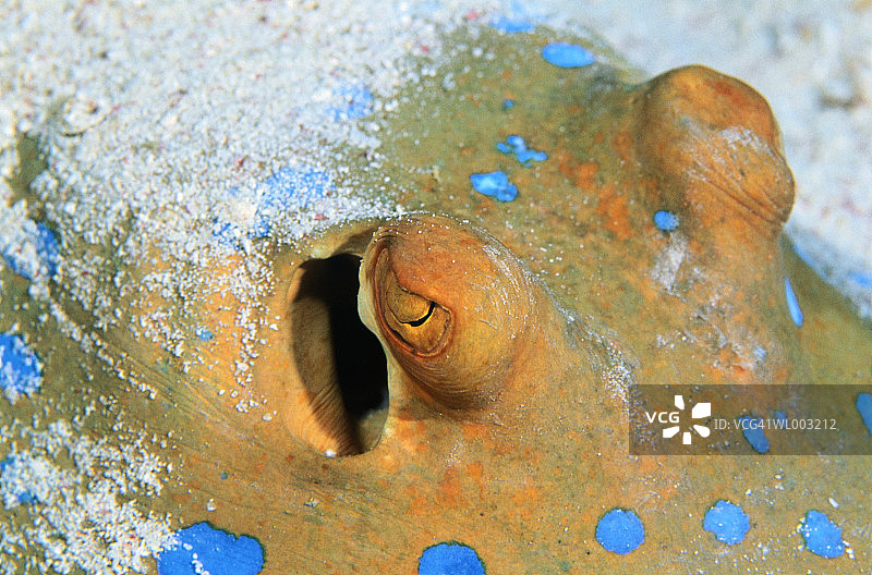 蓝点魟图片素材