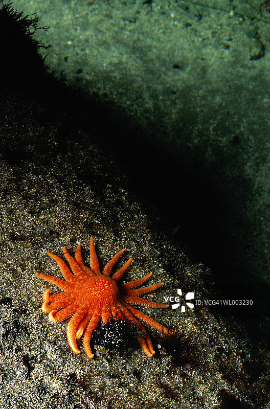 海滩上的海星（Asteriidae），低潮时特写图片素材