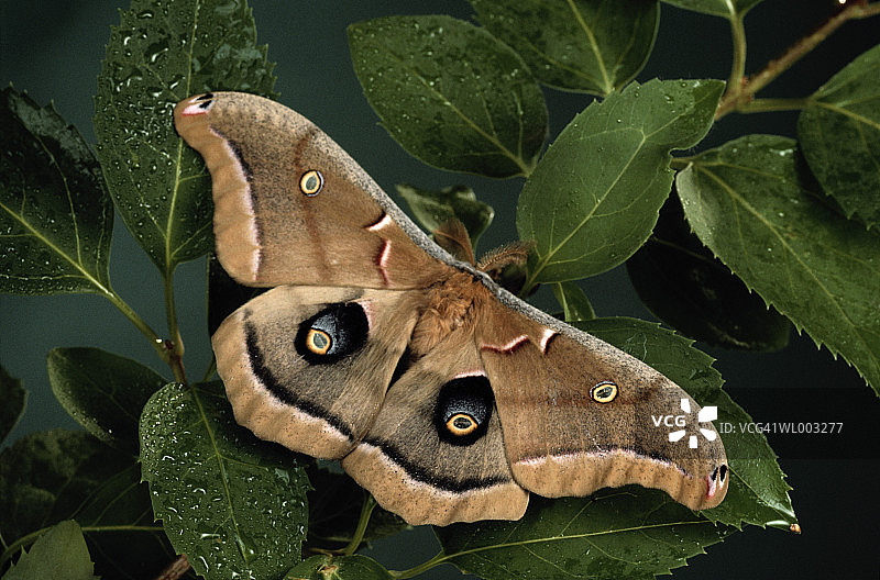 大蚕蛾图片素材