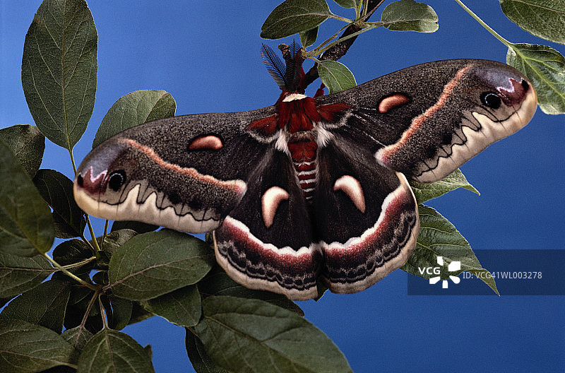 北美大蚕蛾图片素材