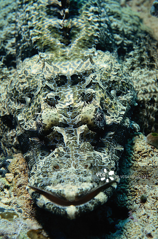 大 flathead 或鳄鱼鱼图片素材