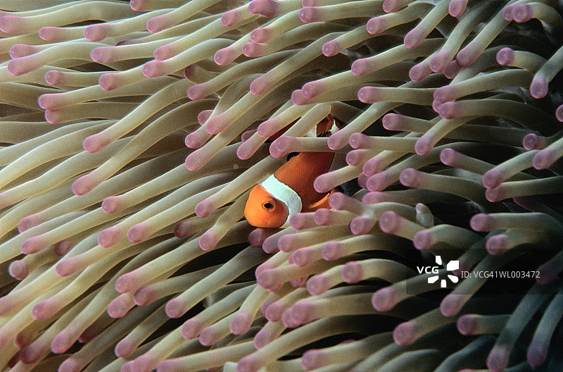 小丑鱼和海葵图片素材