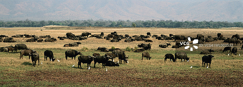 野牛群全景图片素材
