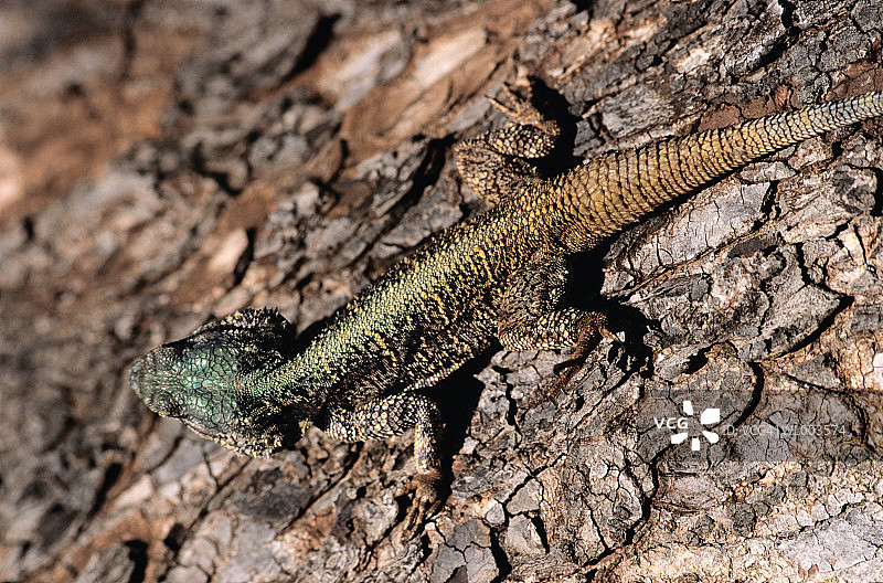 树蜥蜴图片素材