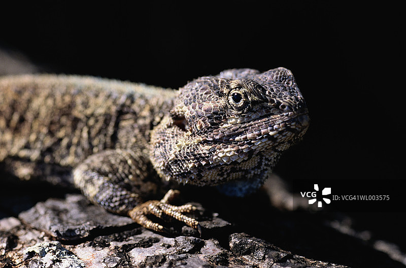 树蜥蜴图片素材