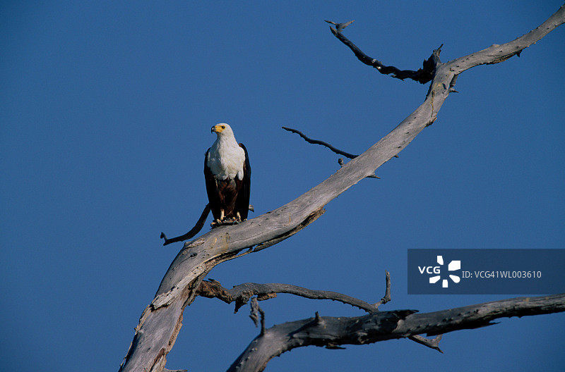 捕获猎物的鱼鹰图片素材