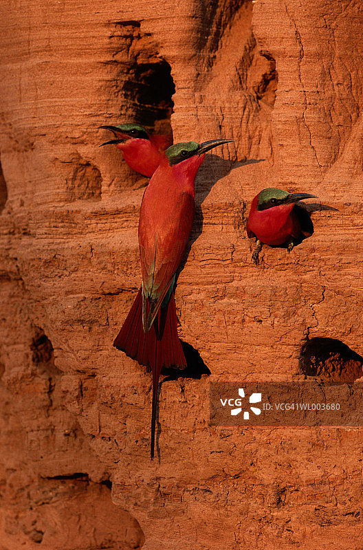 胭脂蜜蜂吃图片素材