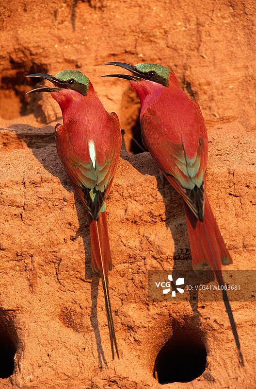 胭脂蜜蜂吃图片素材