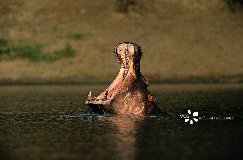 打哈欠的河马图片素材