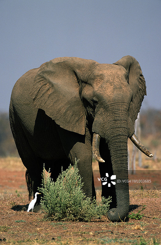 公象和白鹭图片素材