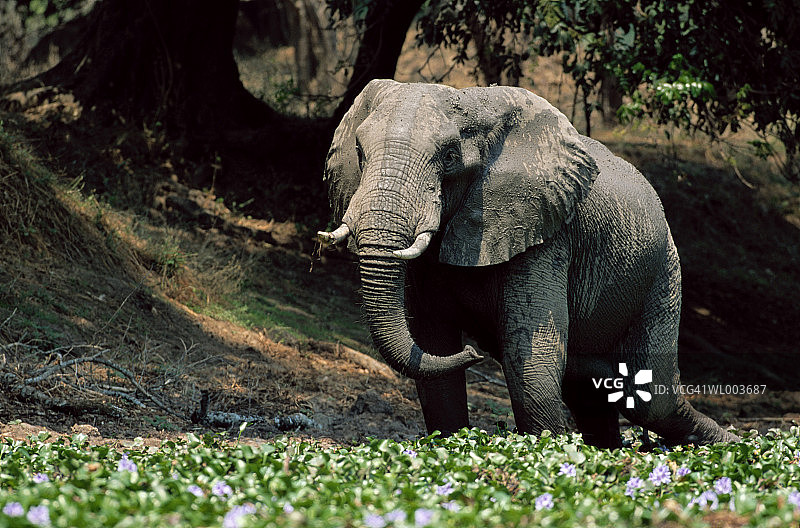 公象食用凤眼莲图片素材