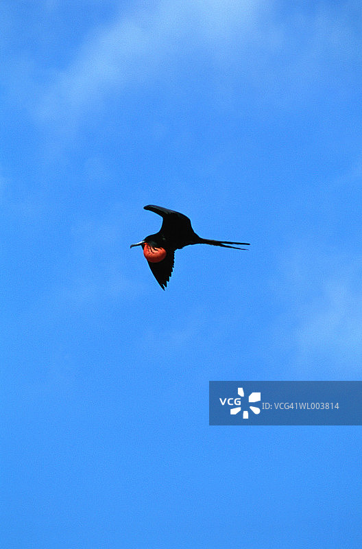 飞行的护卫舰图片素材