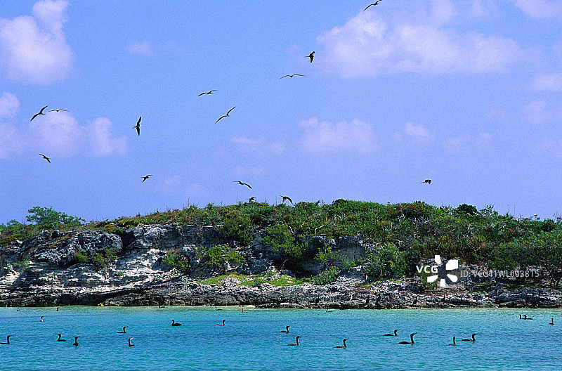 飞翔的海鸟图片素材
