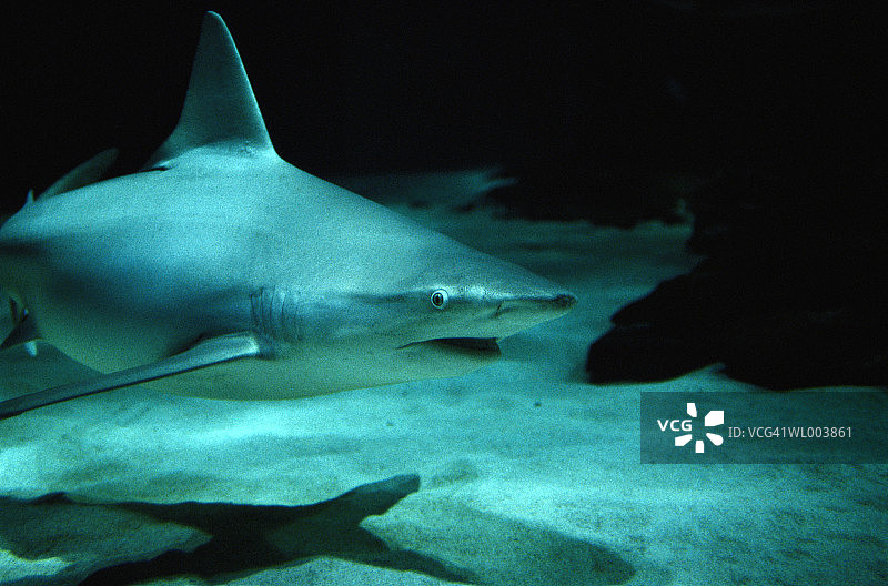 沙洲鲨图片素材