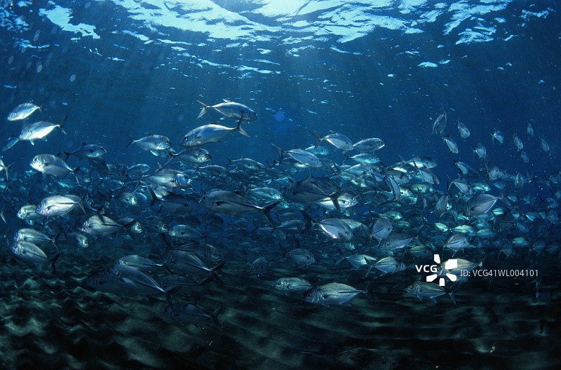 成群结队的回游鱼图片素材