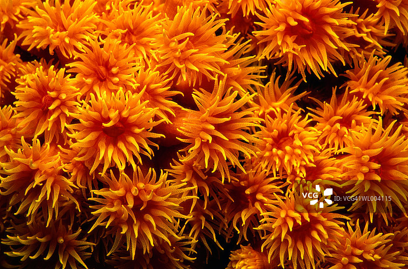 橙色树珊瑚图片素材