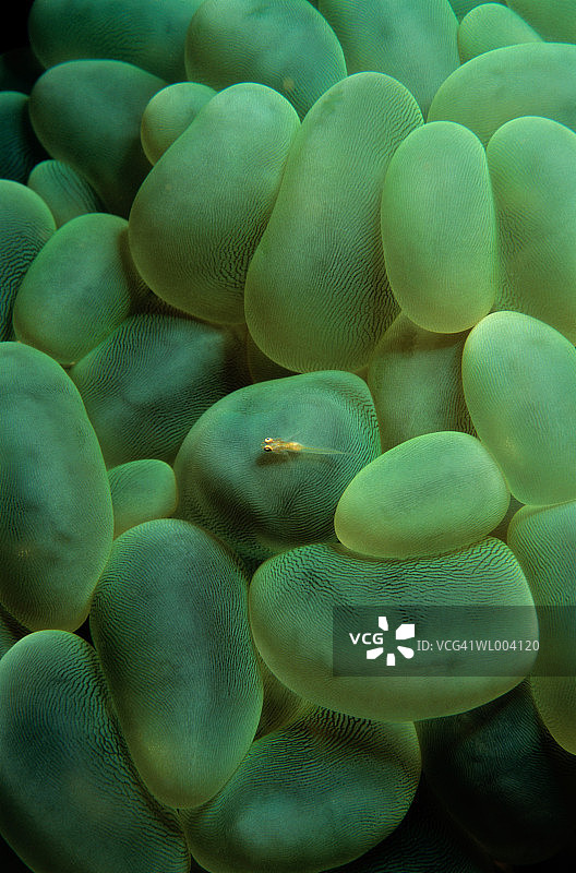 气泡珊瑚上的珊瑚虾虎鱼图片素材