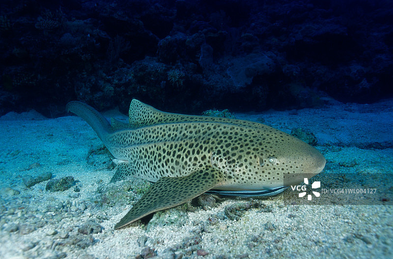 豹纹鲨图片素材