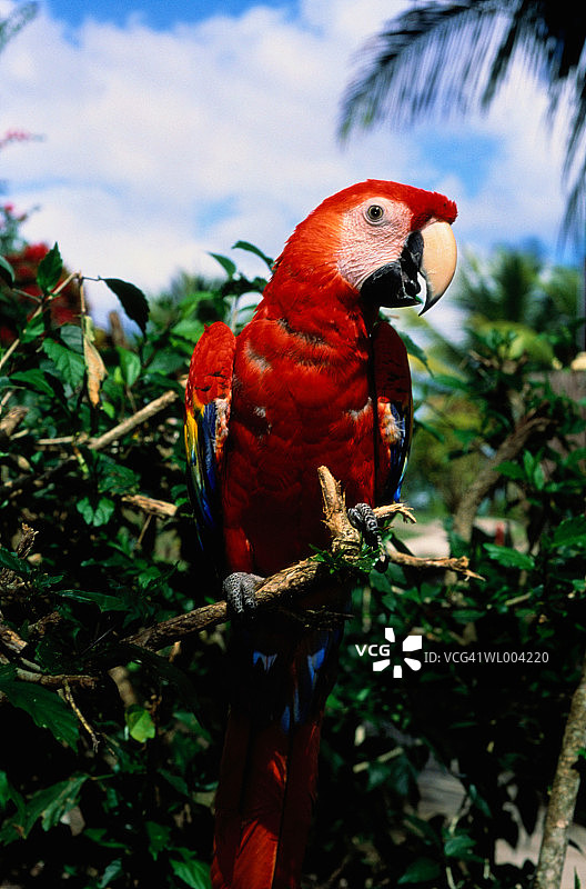 猩红金刚鹦鹉特写图片素材