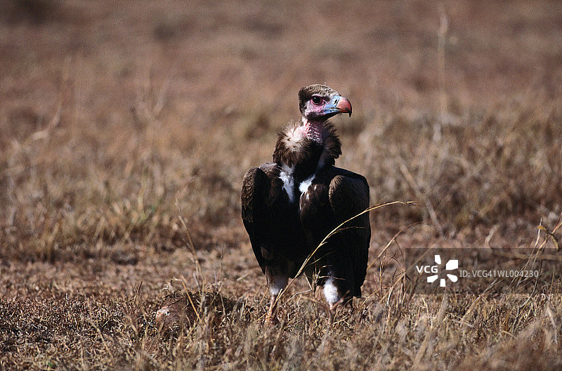 白头秃鹫图片素材