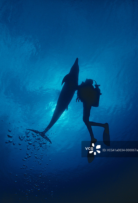 潜水员与海豚图片素材