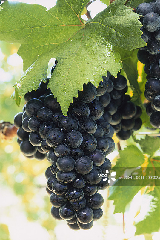 葡萄园里的葡萄串图片素材