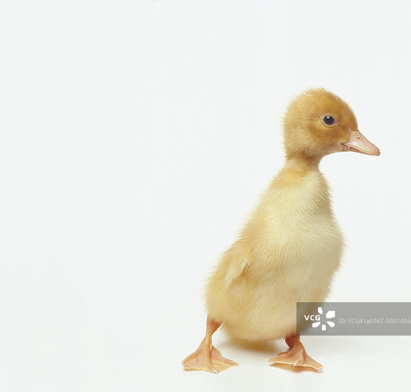 小鸡图片素材