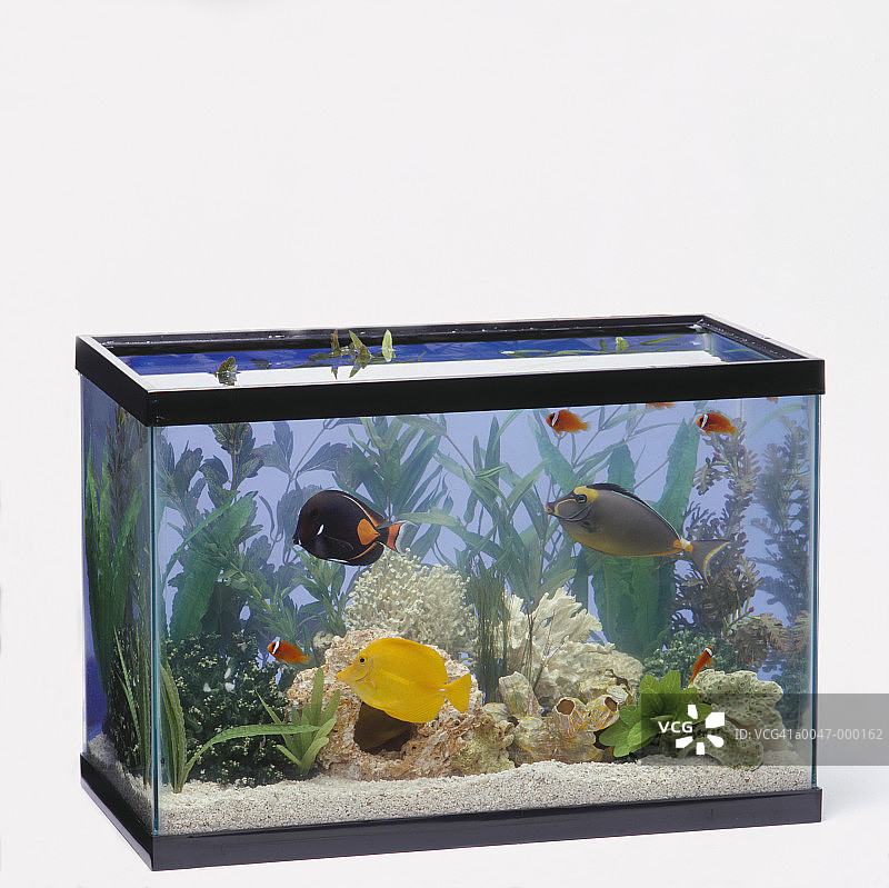 鱼缸里的热带鱼图片素材