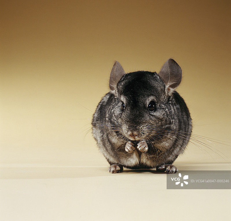 钦奇利亚图片素材