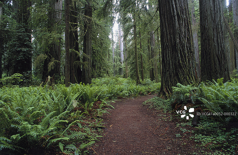 红杉树林小径图片素材