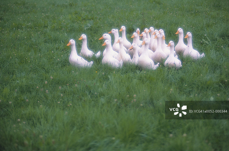 草地上的鹅群图片素材