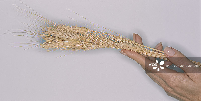 女人手中的小麦图片素材