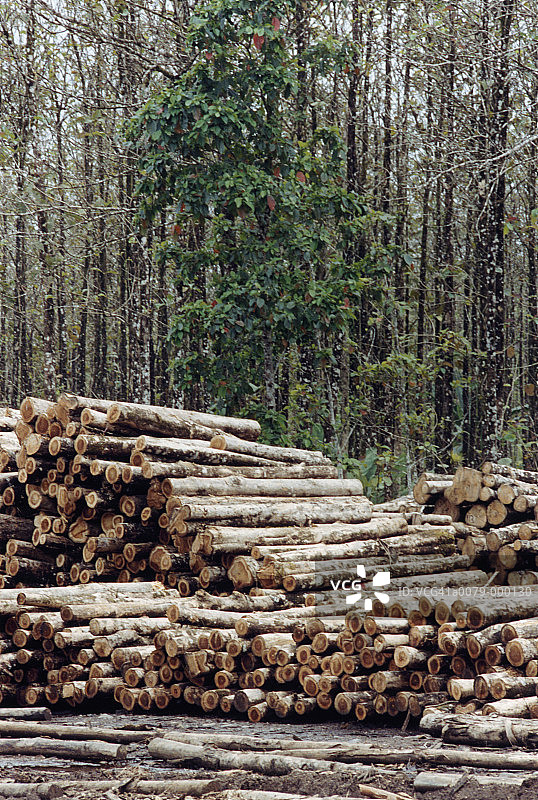 柚木种植园木材堆图片素材
