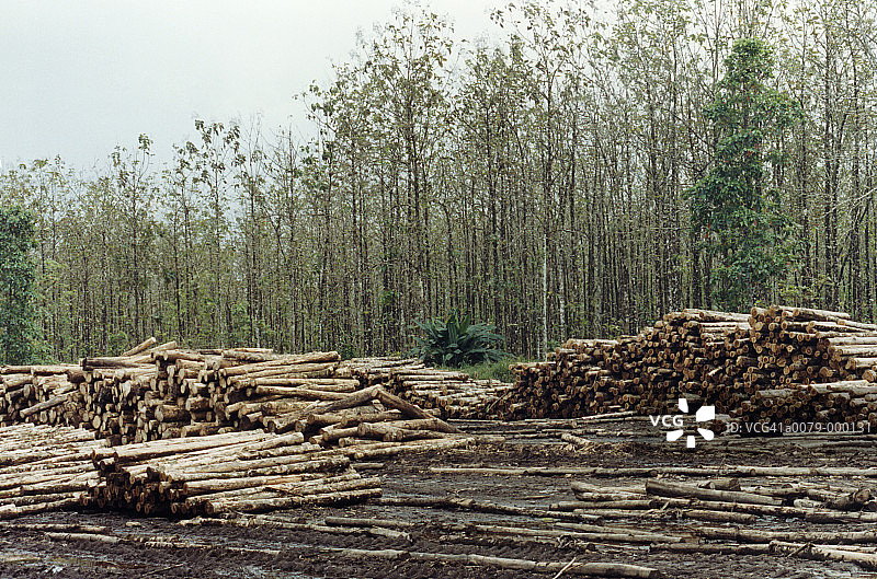 柚木种植园的木材图片素材