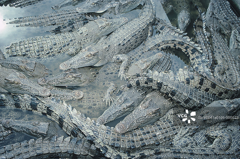 堆叠的鳄鱼图片素材