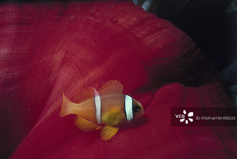 海葵中的小丑鱼图片素材