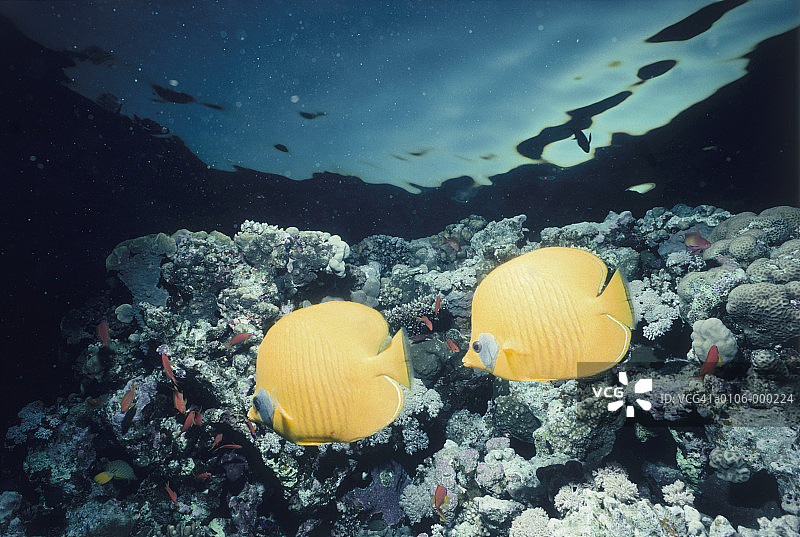 一对蝴蝶鱼图片素材