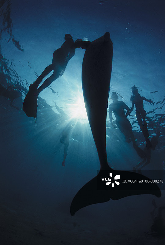 与海豚同游的潜水员图片素材