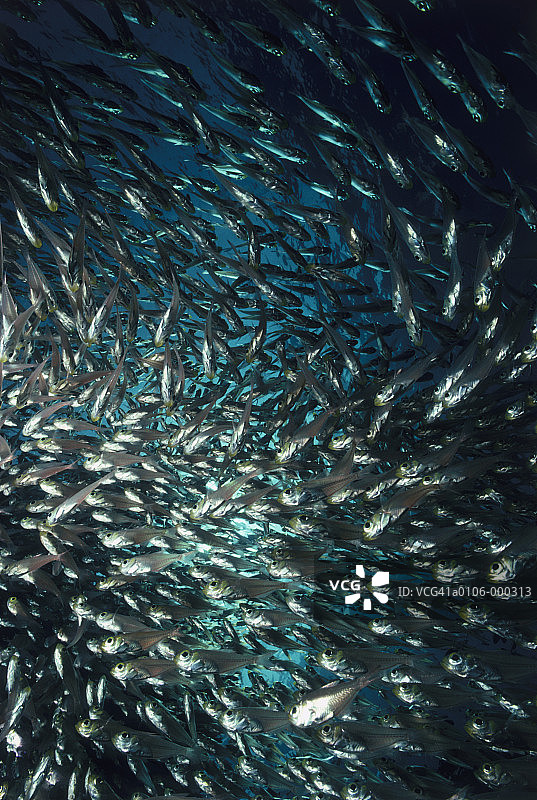 玻璃清洁鱼群图片素材