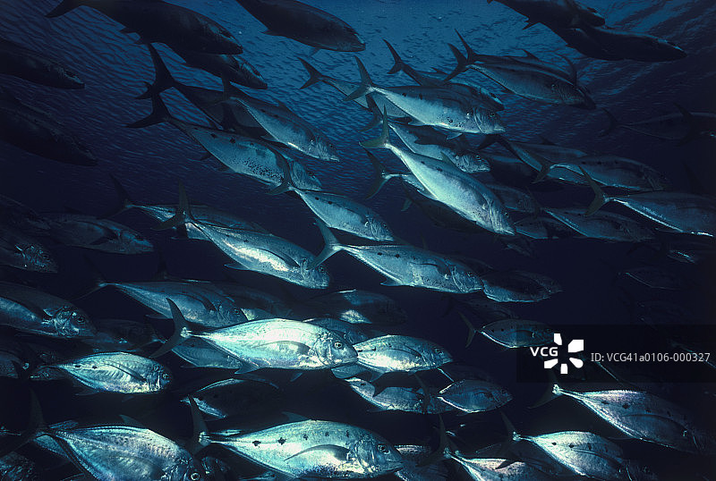 蓝鳍鲹鱼群图片素材
