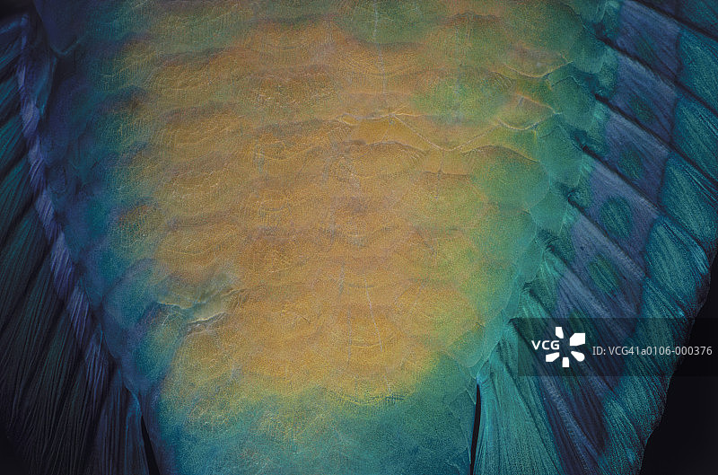 鹦鹉鱼鳞片图片素材