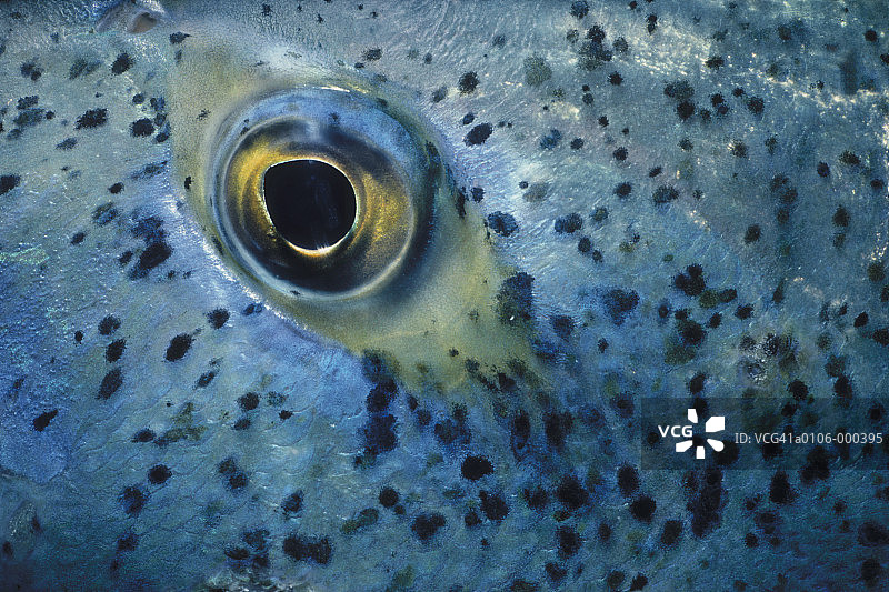 蓝鳍鲹的眼睛图片素材