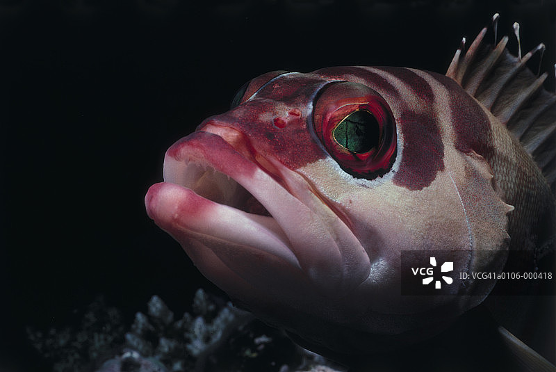 黑鳍石斑鱼头部图片素材