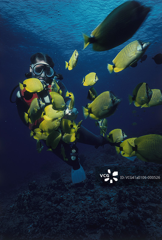 柠檬蝴蝶鱼群图片素材