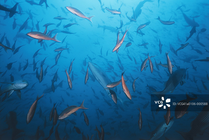 克里奥鱼群图片素材