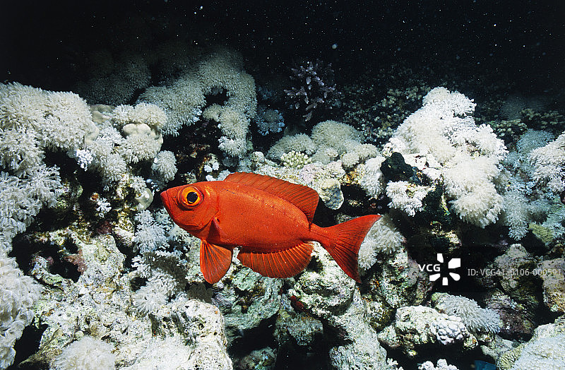 红色的鱼和珊瑚图片素材