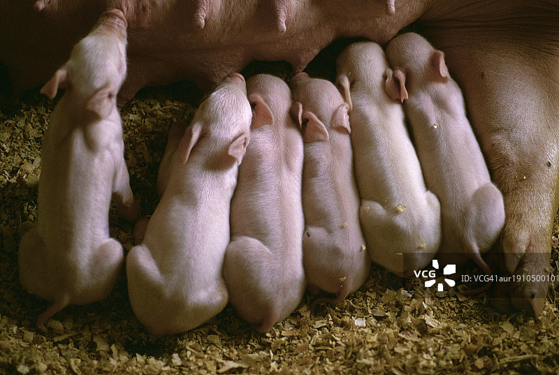 在墨西哥农场，哺乳期的小猪正在喝母乳图片素材