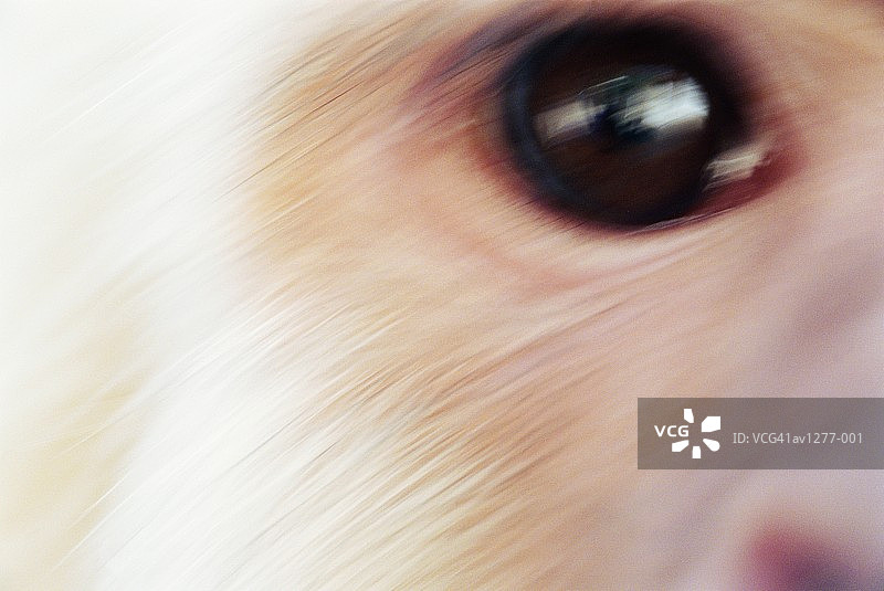 白喉卷尾猴特写图片素材