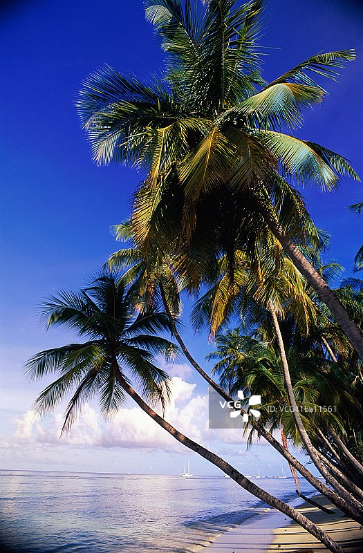 多巴哥，鸽子点，棕榈树悬于海滩之上图片素材